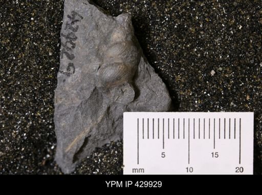 Palaeozygopleura hamiltoniae