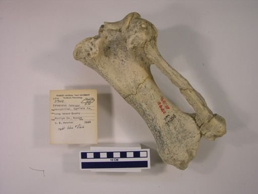 Teleoceras fossiger