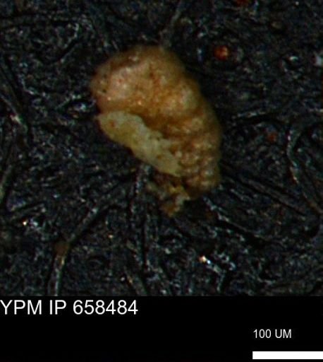 Verneuilinoides kansasensis