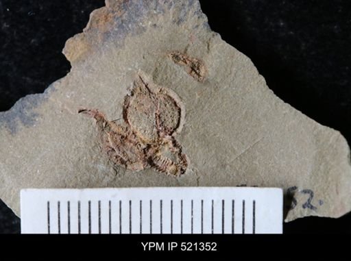 Stylophora