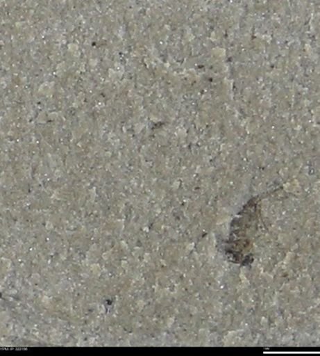 undet. Insecta