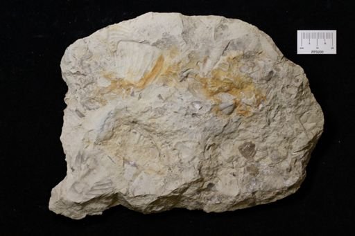 Ogygites latimarginatus