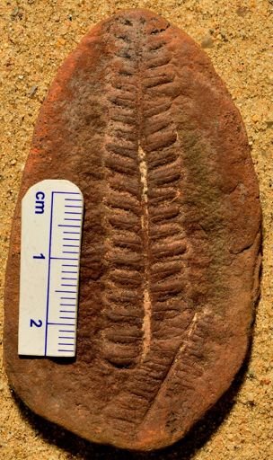 Pecopteris