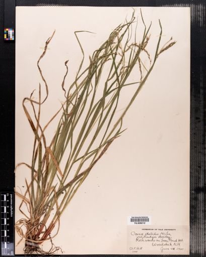 Carex debilis