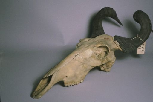 Alcelaphus buselaphus