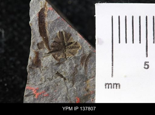Eocystites primaevus