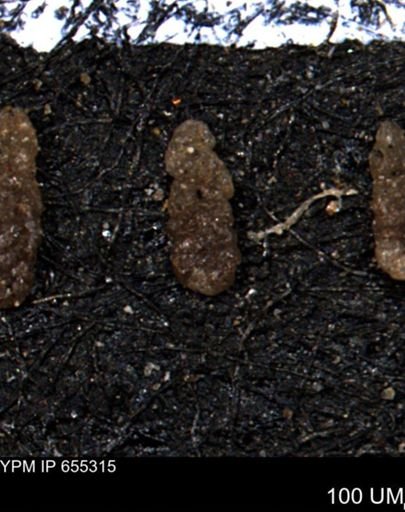Ammobaculoides whitneyi