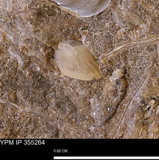 undet. Bivalvia