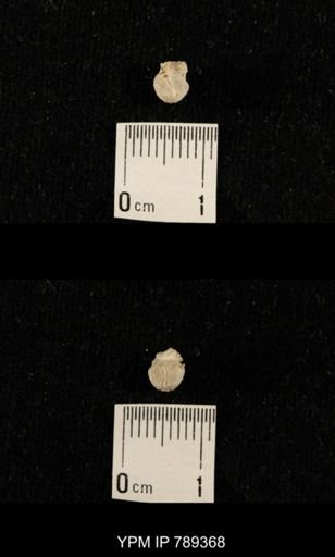 undet. Bryozoa