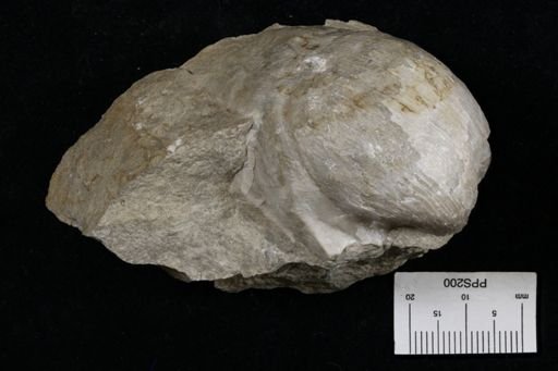 Linoproductus prattenianus