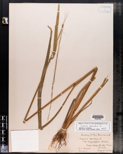 Zizania palustris