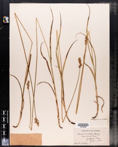 Carex mirabilis