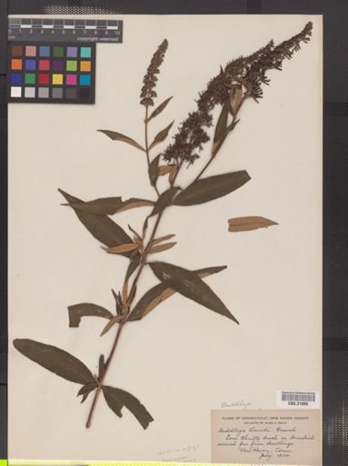 Buddleja davidii