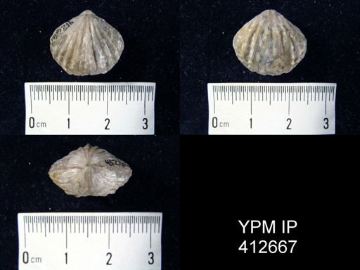 Trematospira sp.