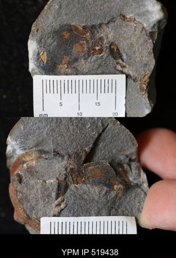 undet. Trilobita