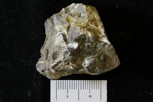 Malletia evansi