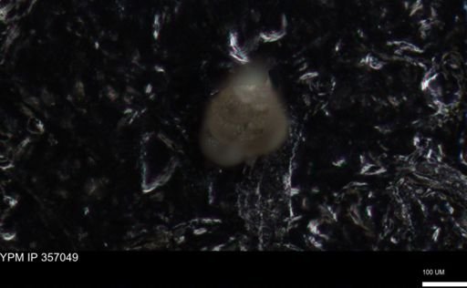 undet. Foraminiferida