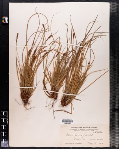 Carex pensylvanica
