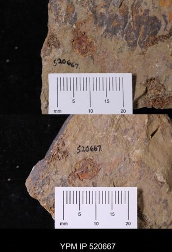 undet. Stylophora