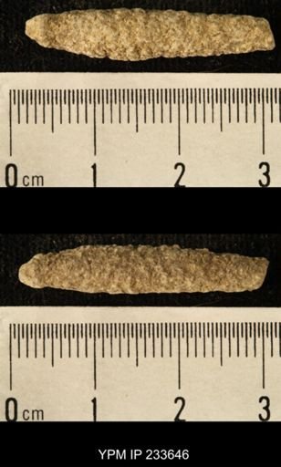 Archaeocidaris sp.