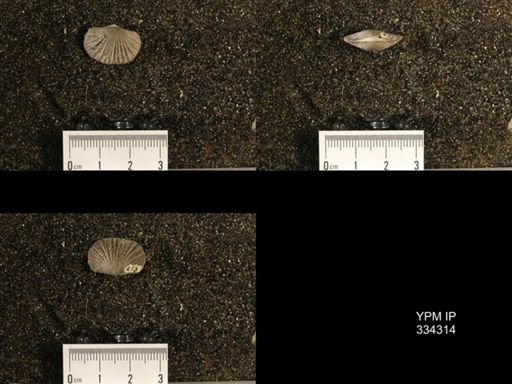 Plectorthis plicatella