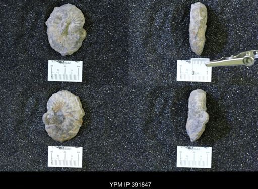 Scaphites whitfieldi