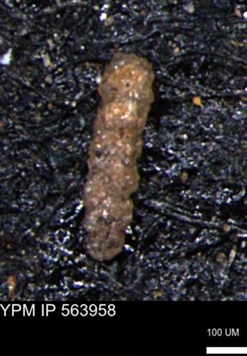 Ammobaculoides phaulus