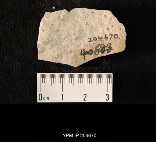 undet. Hexapoda