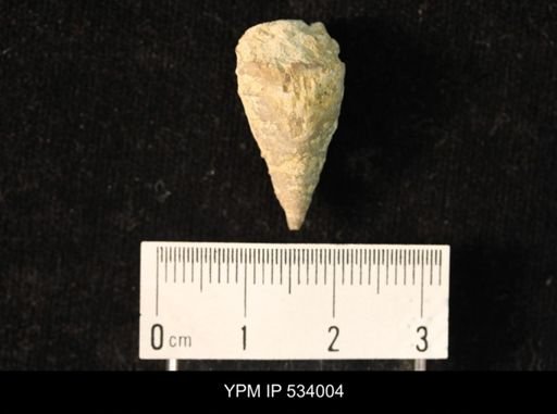 undet. Rugosa