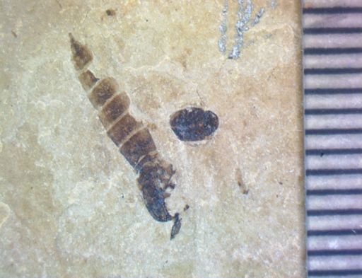 undet. Coleoptera