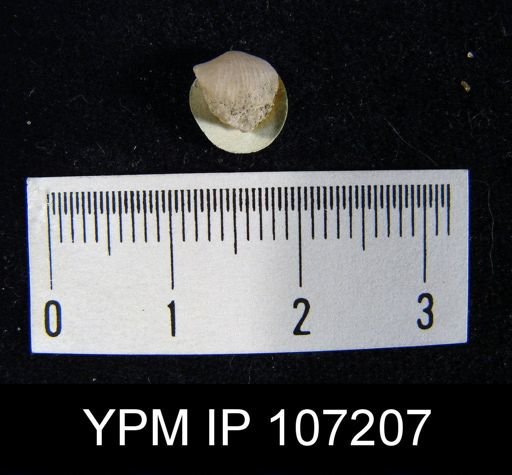 Stropheodonta sp.