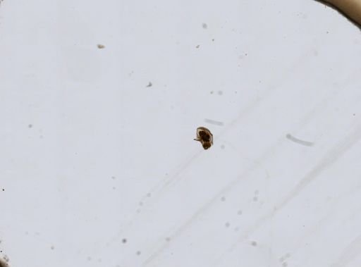 Ploesoma lenticulare