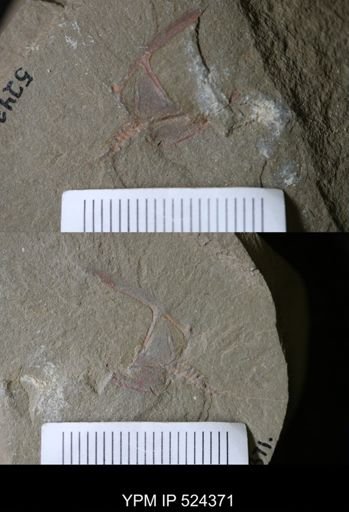 Cothurnocystis sp.