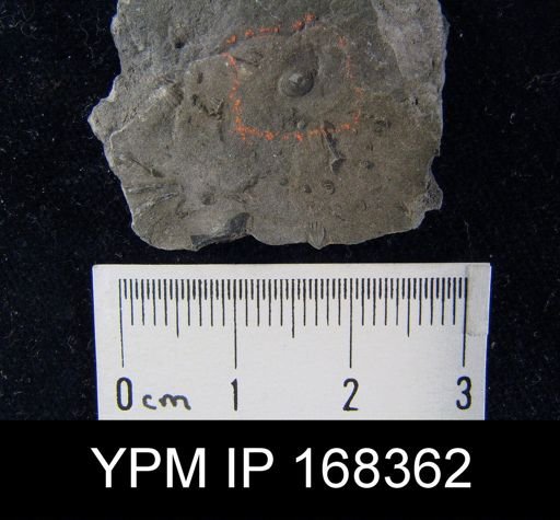 Pholidops ovatus