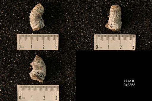 Hoploscaphites nicolletii