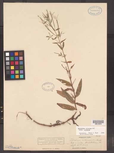 Epilobium ciliatum