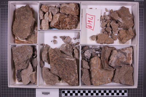 mixed taxa, stratigraphic collection