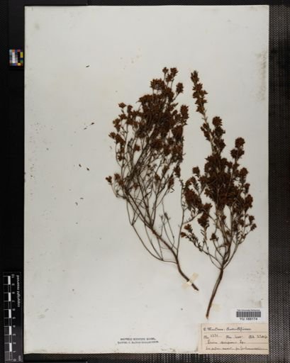 Plantae