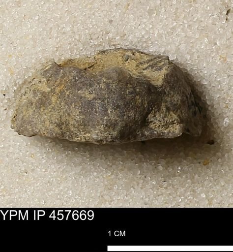 Helaspis sp.