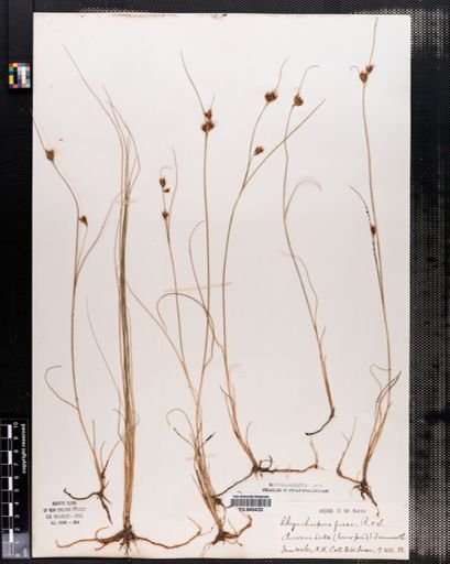 Rhynchospora fusca