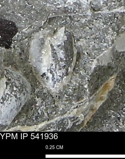 Corbulamella gregaria