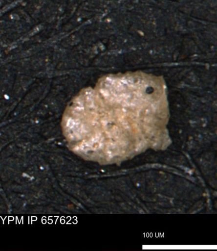 Alveolophragmium linki