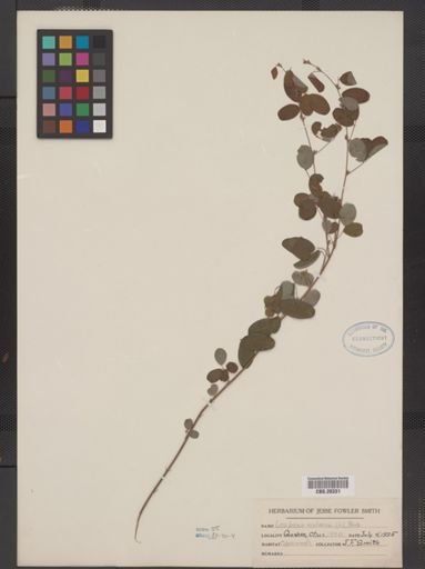 Lespedeza violacea