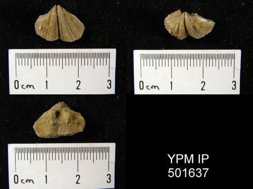Spirifer (Neospirifer) texanus